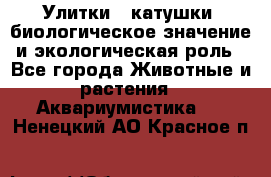 Улитки – катушки: биологическое значение и экологическая роль - Все города Животные и растения » Аквариумистика   . Ненецкий АО,Красное п.